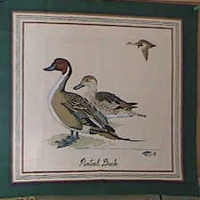 Pintail Duck 1